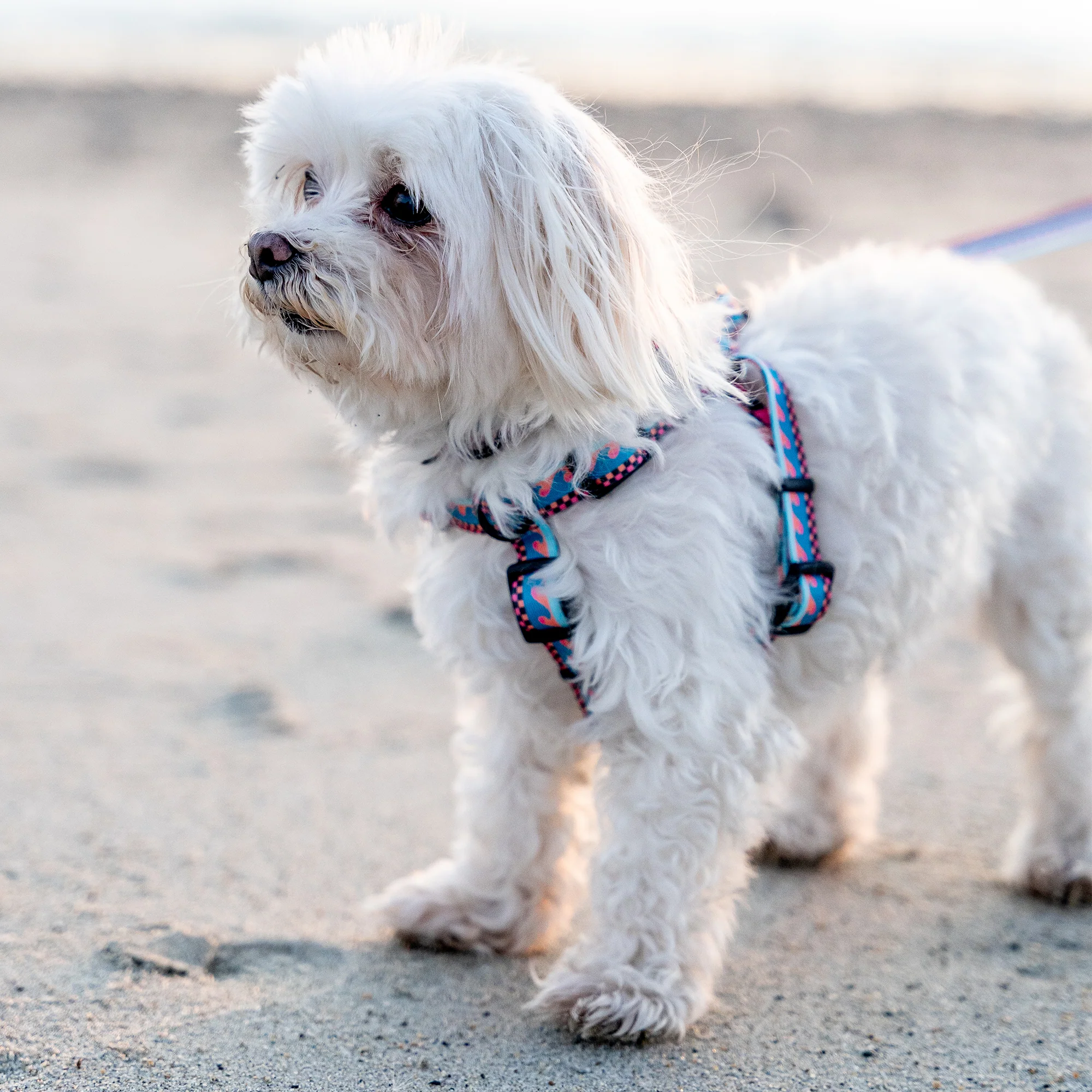 BuenaOnda Comfort Dog Harness - Image 3