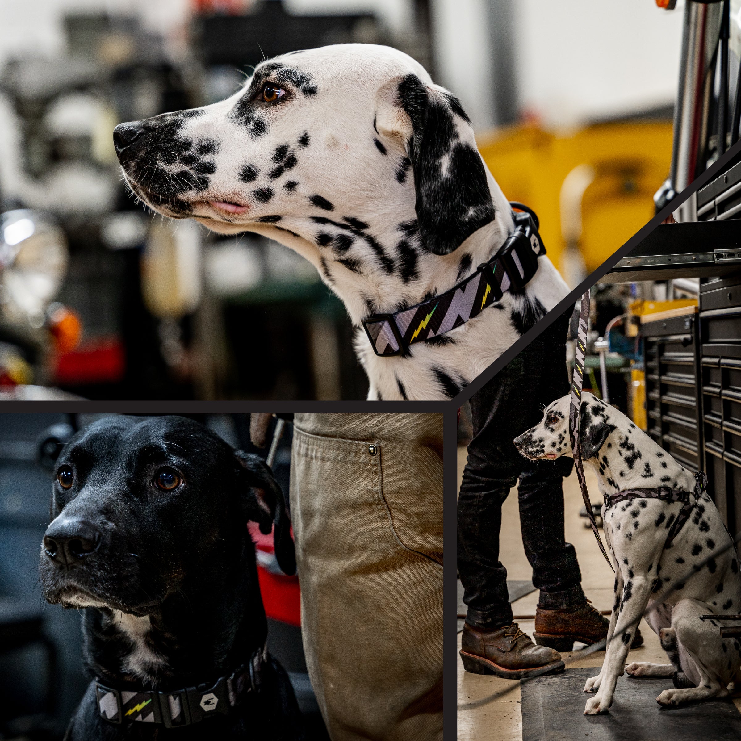DarkSkies Dog Collar - Image 6