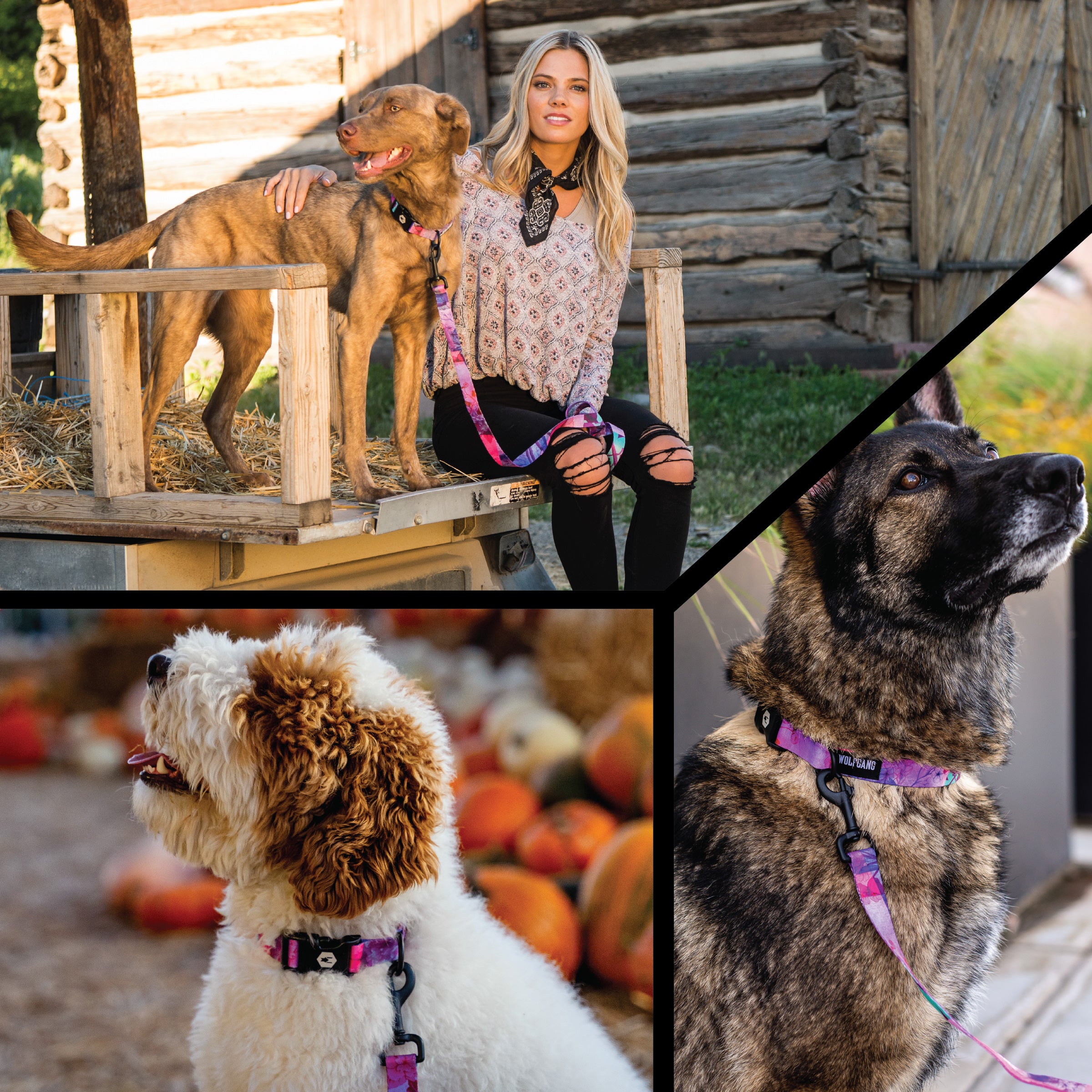 DayDream DOG COLLAR - Image 6