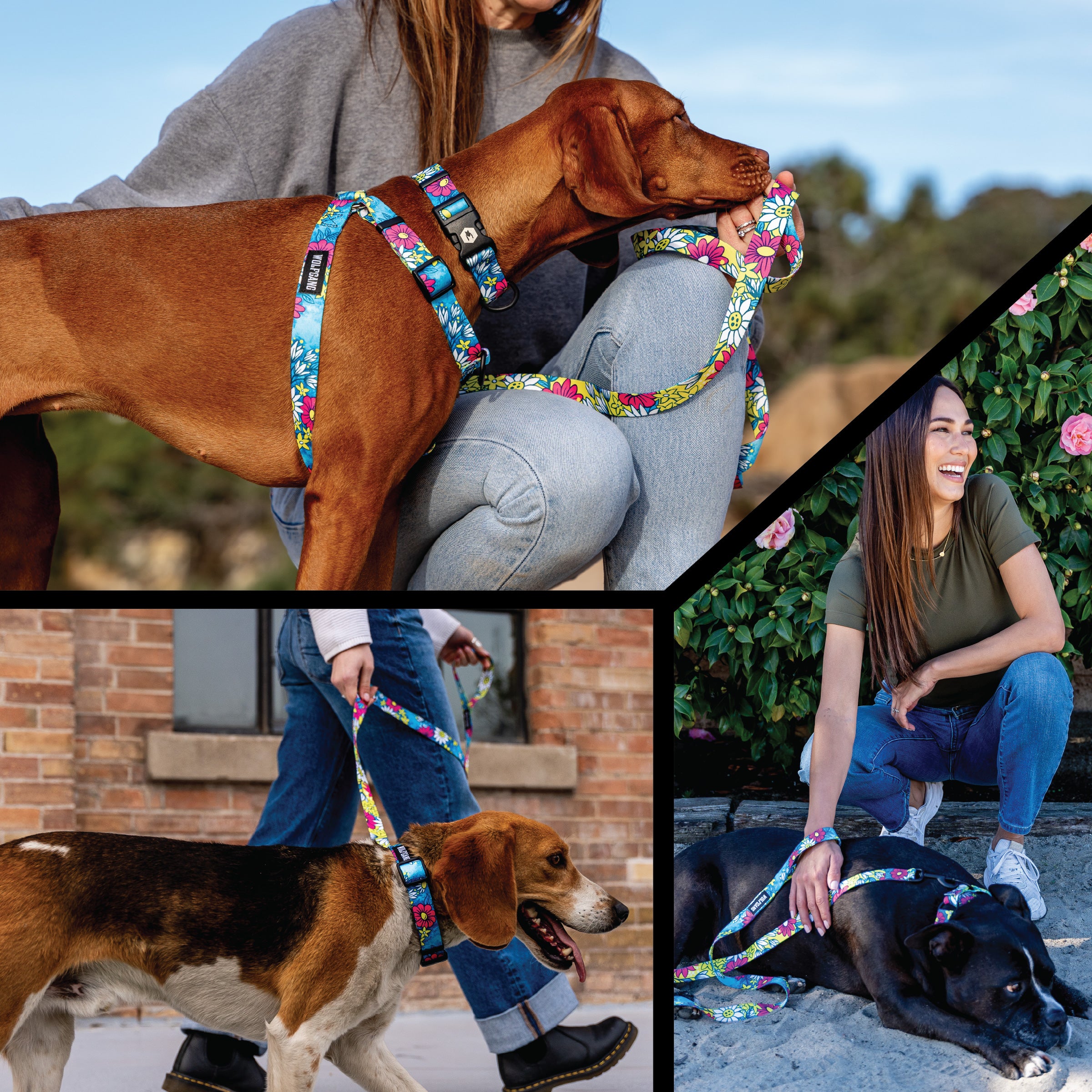LazyDaisy DOG COLLAR - Image 6
