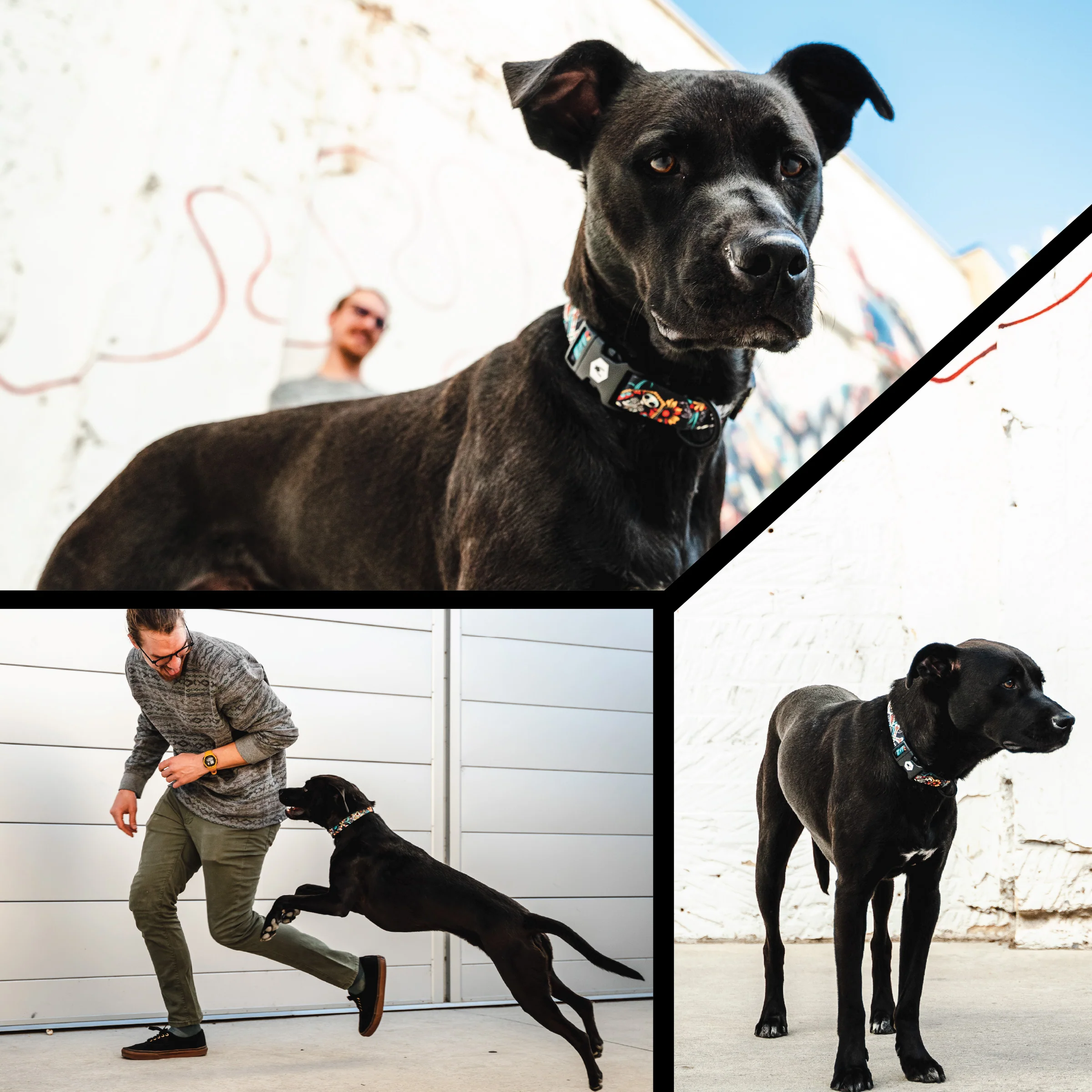 LosMuertos Dog Harness - Image 6