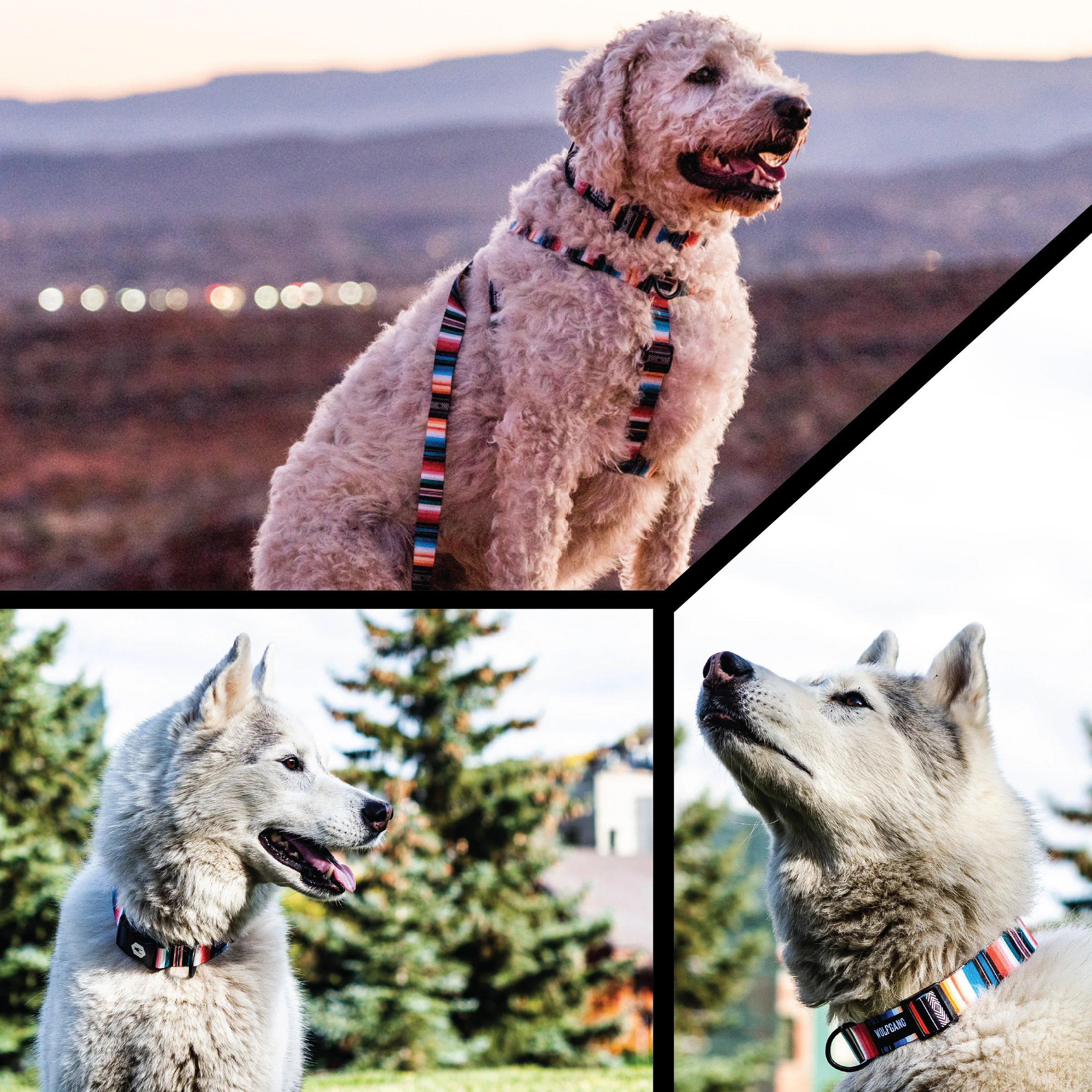 LostArt Dog Collar - Image 6