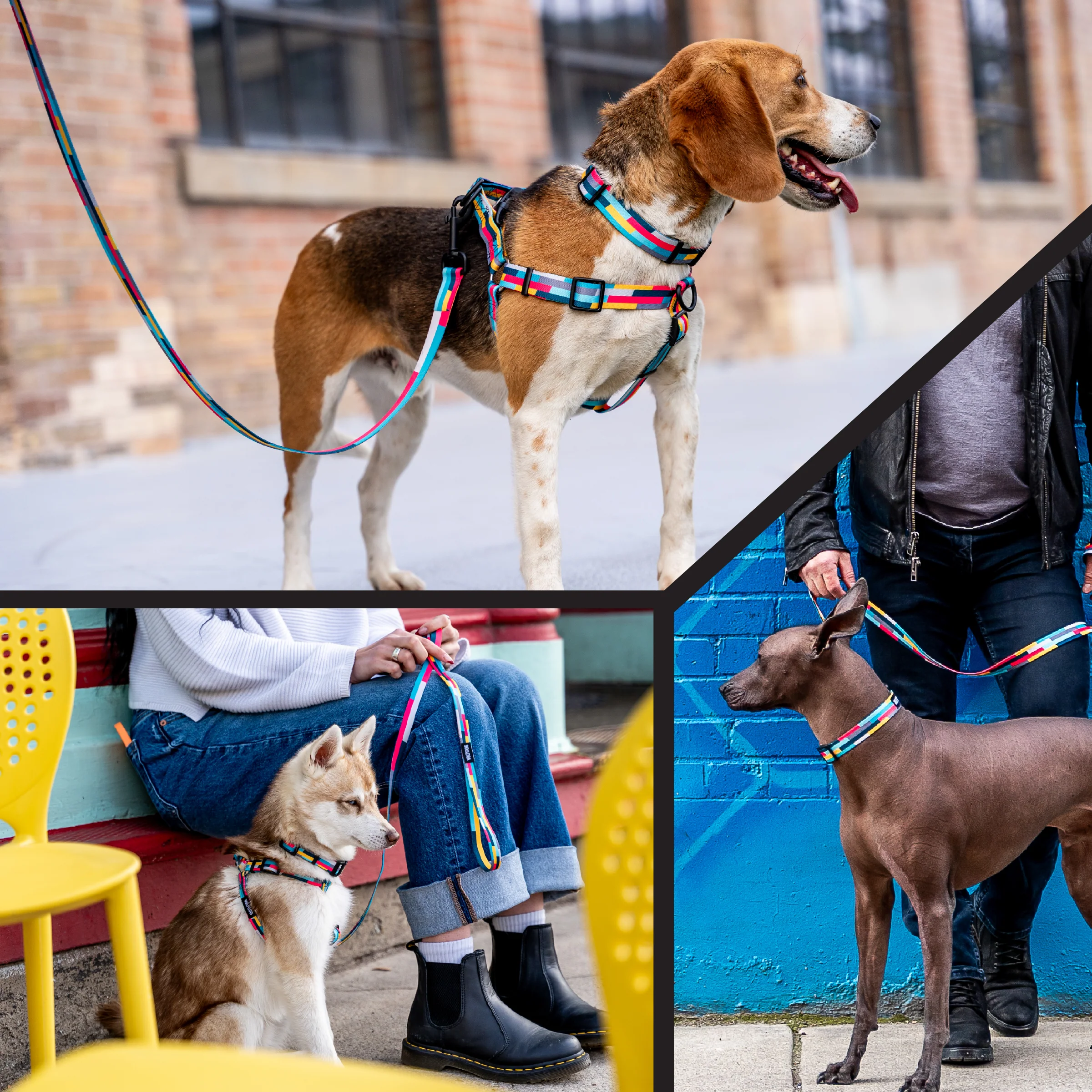 MixTape Dog Leash - Image 6
