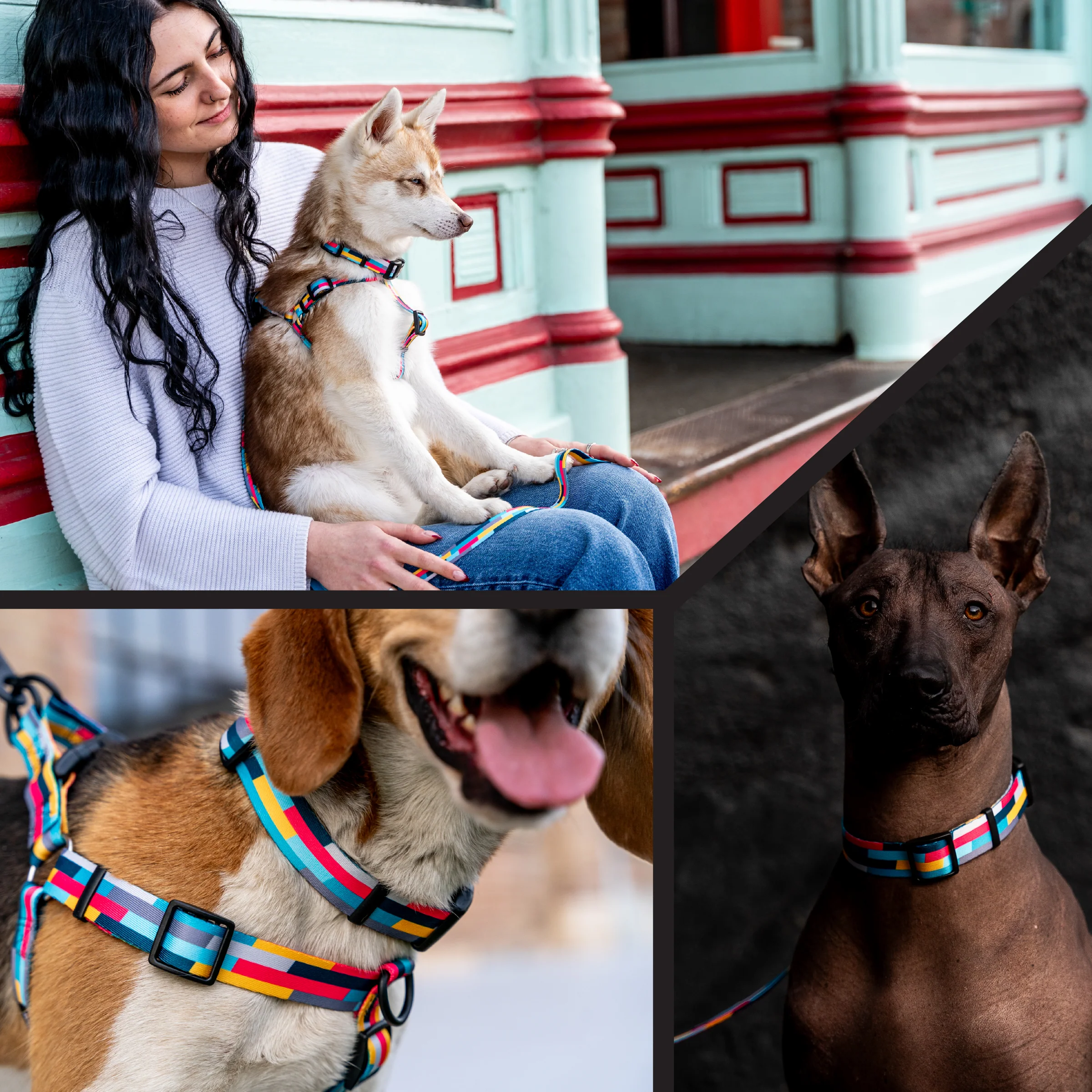 MixTape Wide Dog Collar - Image 6