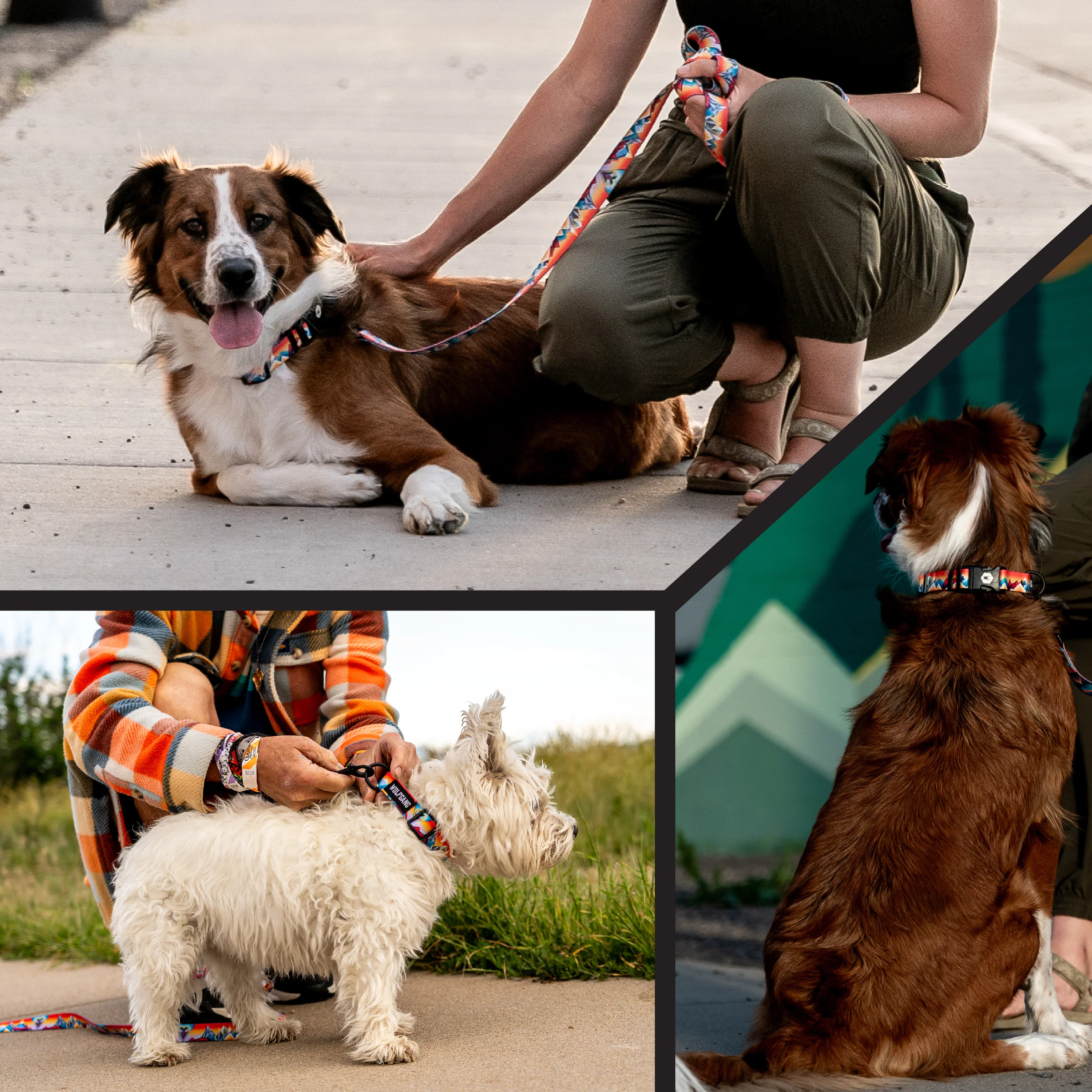 MountainVibes Dog Collar - Image 6
