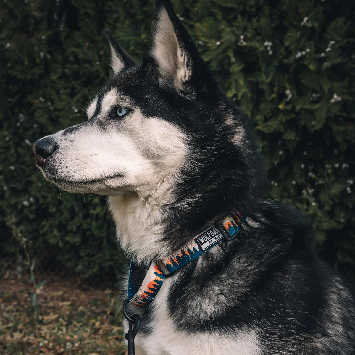 OverLand MARTINGALE DOG COLLAR - Image 3