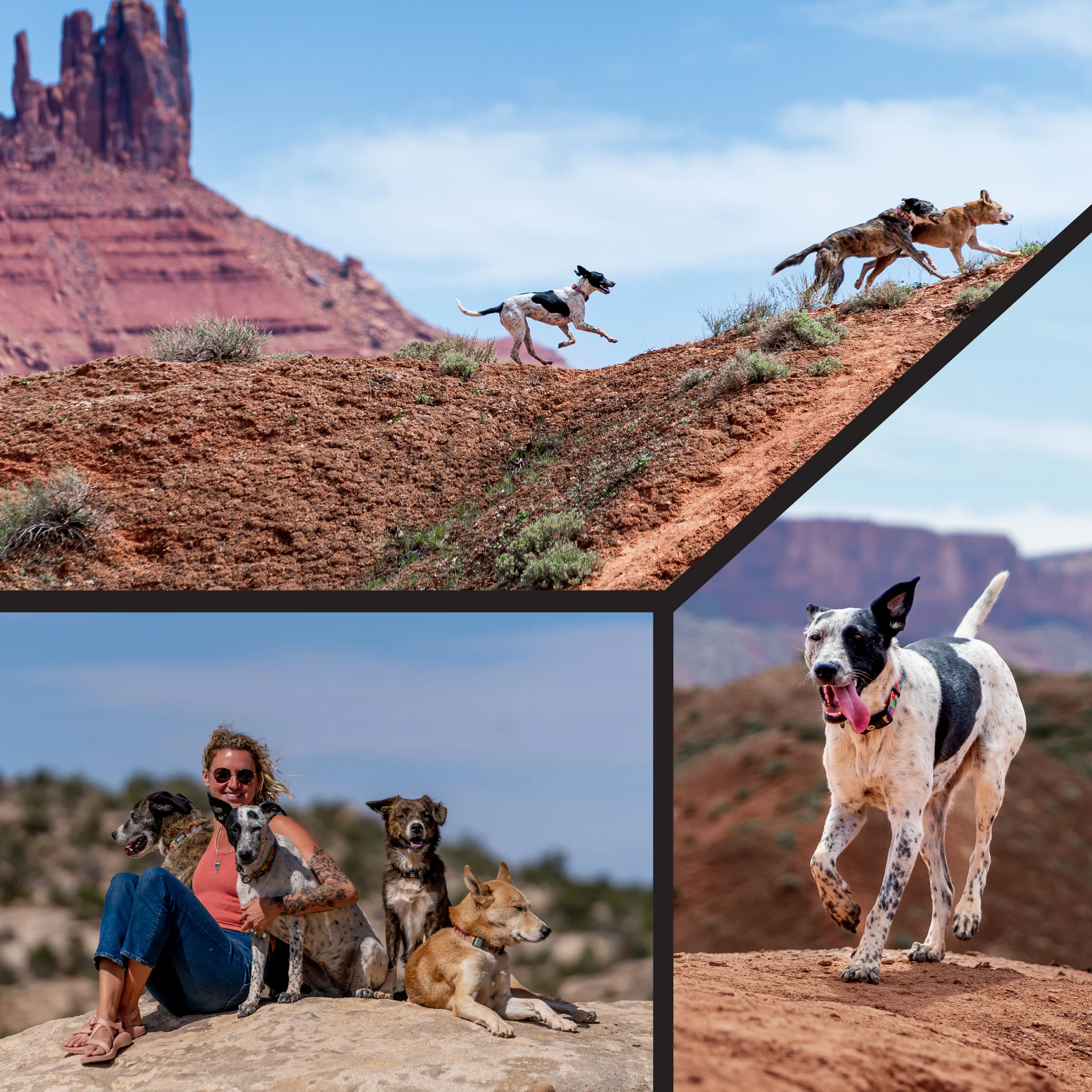 PackLeader Dog Leash - Image 6