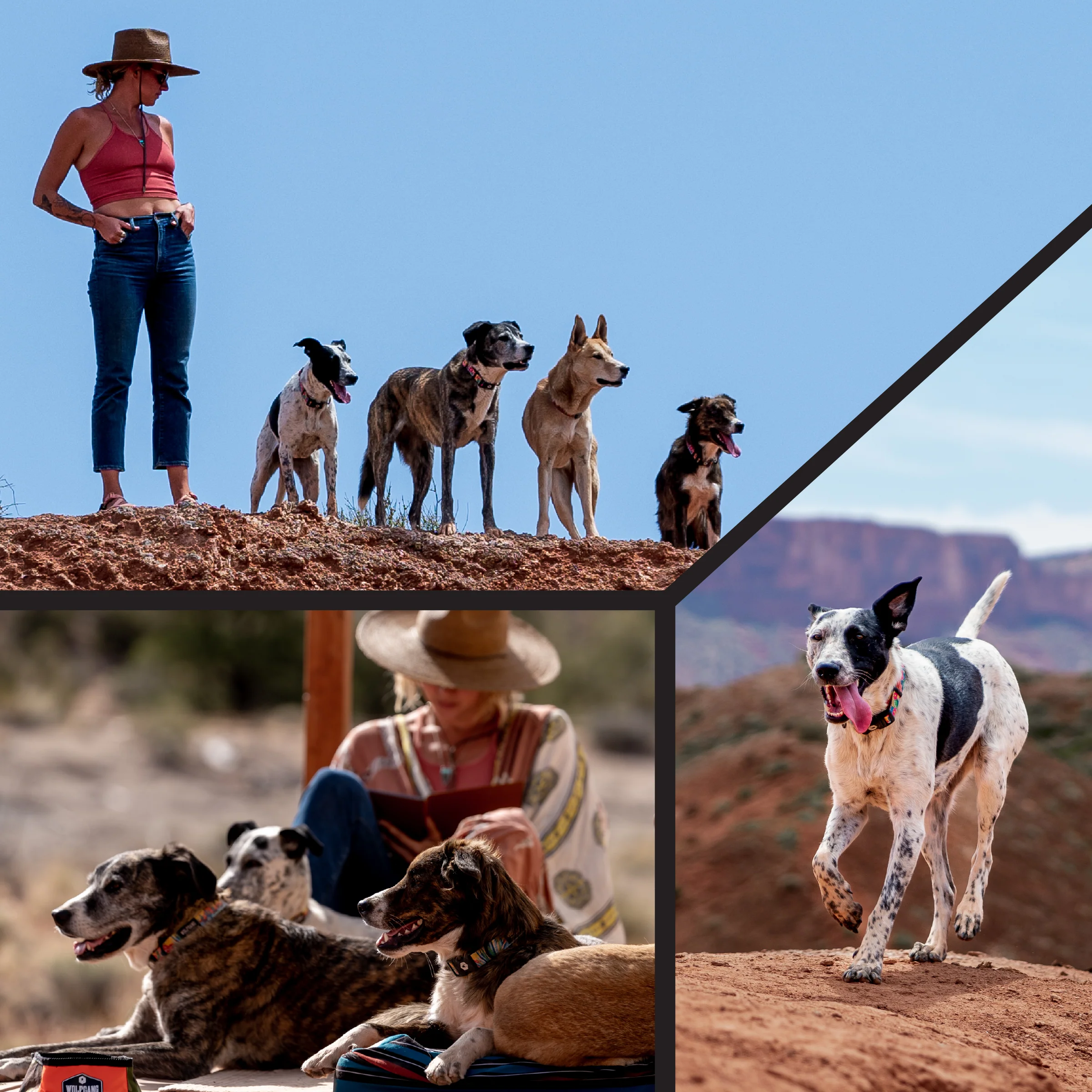 PackLeader Dog Collar - Image 6