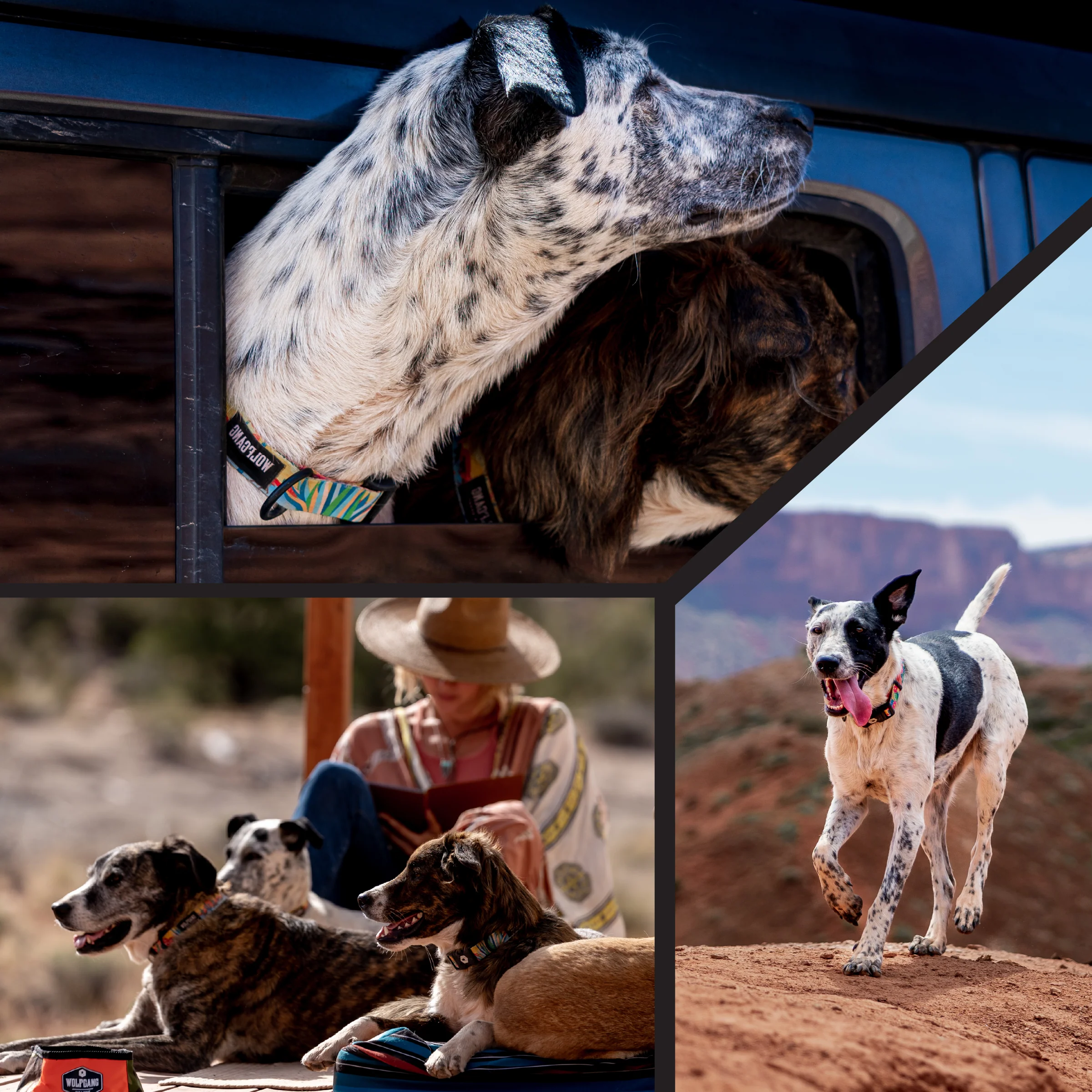 PackLeader Wide Dog Collar - Image 5