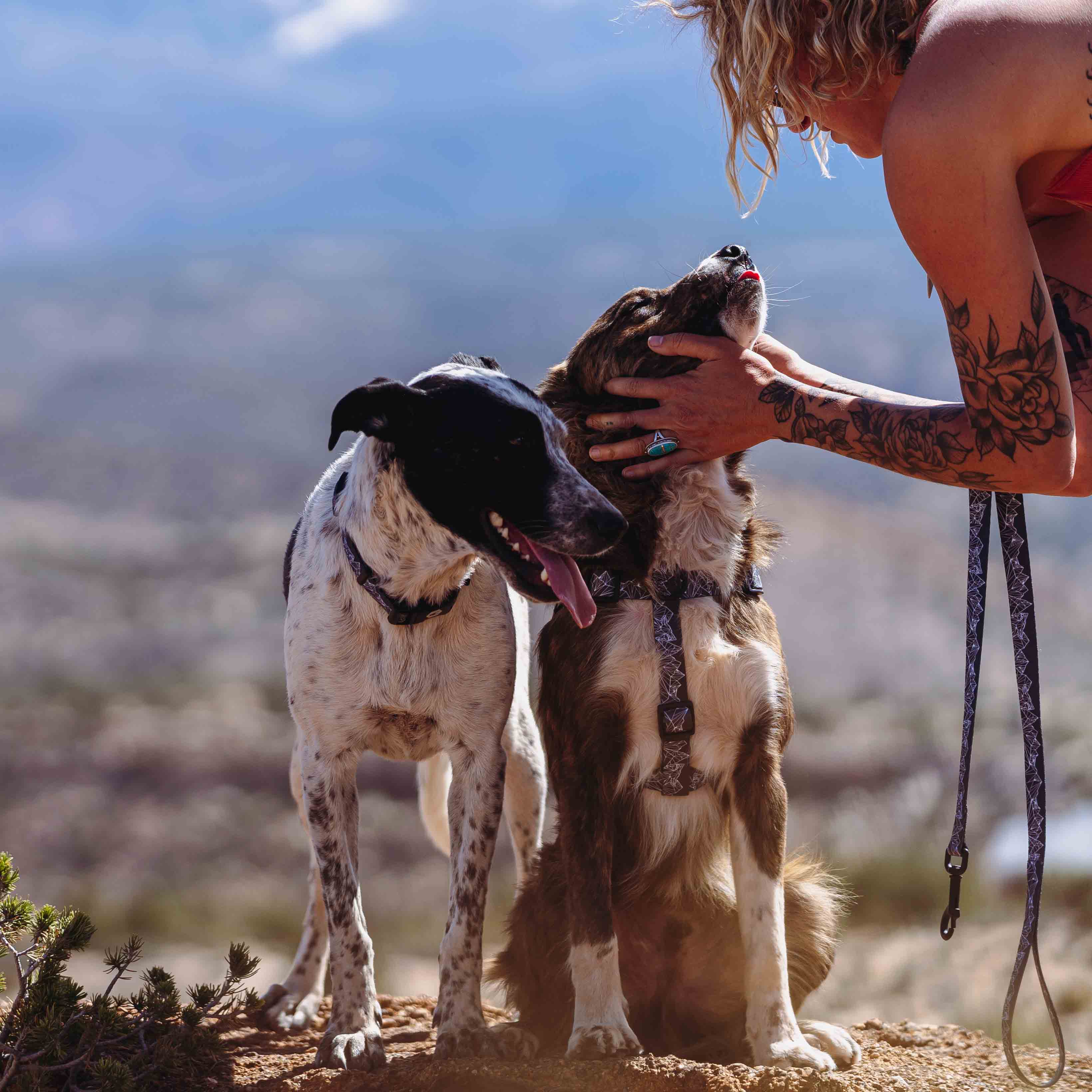 WolfMountain COMFORT DOG HARNESS - Image 7